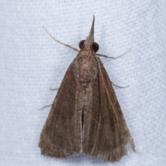 Hypeninae (subfamily) (Snout Moth) at Melba, ACT - 31 Mar 2021 by kasiaaus