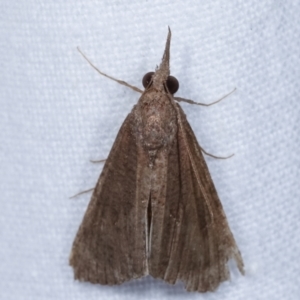 Hypeninae (subfamily) at Melba, ACT - 31 Mar 2021 11:28 PM