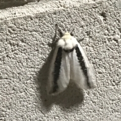 Oenosandra boisduvalii (Boisduval's Autumn Moth) at O'Connor Ridge to Gungahlin Grasslands - 31 Mar 2021 by Tapirlord