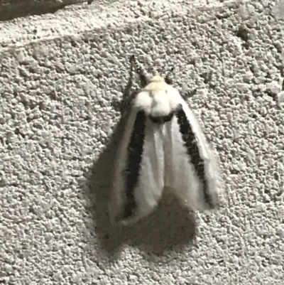 Oenosandra boisduvalii (Boisduval's Autumn Moth) at O'Connor Ridge to Gungahlin Grasslands - 31 Mar 2021 by Tapirlord