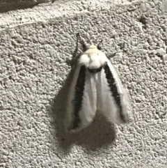 Oenosandra boisduvalii (Boisduval's Autumn Moth) at O'Connor Ridge to Crace Grasslands - 31 Mar 2021 by Tapirlord