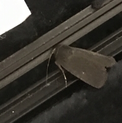 Proteuxoa sp. (21) (MoV, Part 9) (A Noctuid moth (Acronictinae)) at Kaleen, ACT - 31 Mar 2021 by Tapirlord