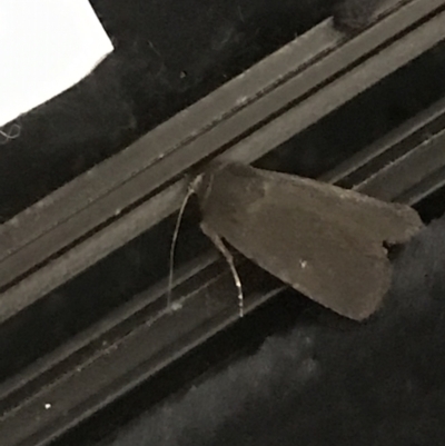 Proteuxoa sp. (21) (MoV, Part 9) (A Noctuid moth (Acronictinae)) at Kaleen, ACT - 31 Mar 2021 by Tapirlord