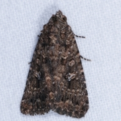 Condica aroana (Small Condica Moth) at Melba, ACT - 31 Mar 2021 by kasiaaus