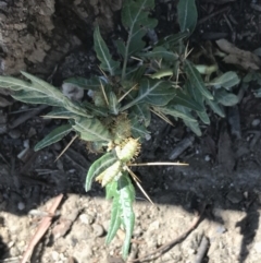 Xanthium spinosum (Bathurst Burr) at Hughes, ACT - 2 Apr 2021 by Tapirlord