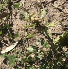 Xanthium spinosum at Hughes, ACT - 2 Apr 2021