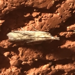 Faveria tritalis (Couchgrass Webworm) at Garran, ACT - 5 Apr 2021 by Tapirlord