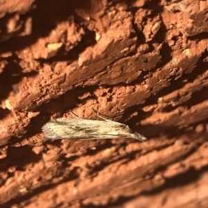 Faveria tritalis at Garran, ACT - 5 Apr 2021 06:52 PM