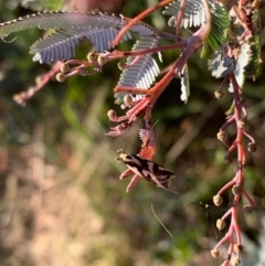 Epithymema incomposita (Chezela group) at Murrumbateman, NSW - 5 Apr 2021 by SimoneC