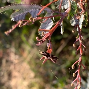 Epithymema incomposita at Murrumbateman, NSW - 5 Apr 2021