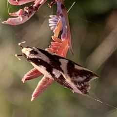 Epithymema incomposita at Murrumbateman, NSW - 5 Apr 2021 04:57 PM