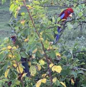 Platycercus elegans at Murrumbateman, NSW - 5 Apr 2021