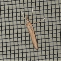 Hednota acontophora at Wanniassa, ACT - 5 Apr 2021