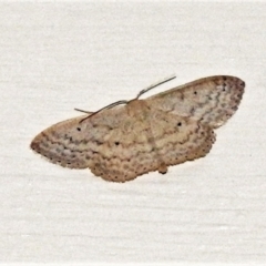 Idaea (genus) (A Geometer Moth) at Wanniassa, ACT - 4 Apr 2021 by JohnBundock