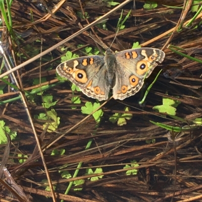 Junonia villida (Meadow Argus) at Mount Clear, ACT - 5 Apr 2021 by JaneR