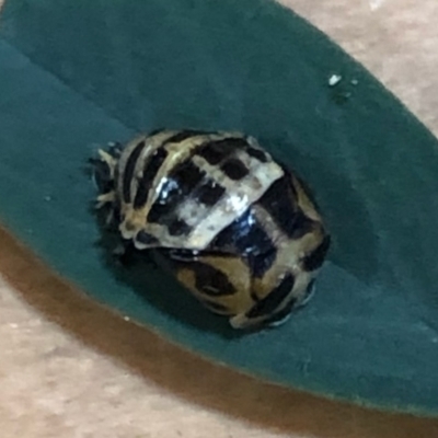 Harmonia conformis (Common Spotted Ladybird) at Lyons, ACT - 5 Apr 2021 by drakes