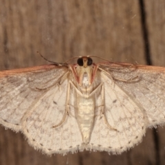 Epicyme rubropunctaria (Red-spotted Delicate) at Melba, ACT - 31 Mar 2021 by kasiaaus