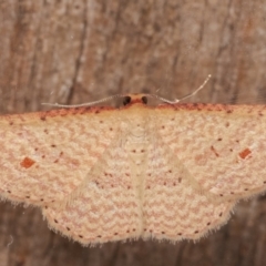 Epicyme rubropunctaria at Melba, ACT - 31 Mar 2021