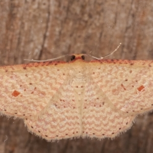 Epicyme rubropunctaria at Melba, ACT - 31 Mar 2021 11:30 PM