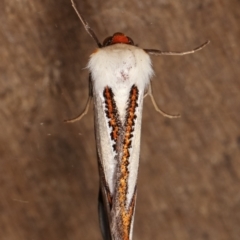 Thalaina clara (Clara's Satin Moth) at Melba, ACT - 31 Mar 2021 by kasiaaus