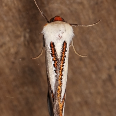 Thalaina clara (Clara's Satin Moth) at Melba, ACT - 31 Mar 2021 by kasiaaus