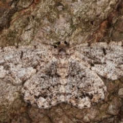 Unplaced externaria (Mahogany Bark Moth) at Melba, ACT - 31 Mar 2021 by kasiaaus