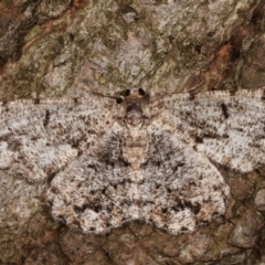 Unplaced externaria (Mahogany Bark Moth (formerly Hypomecis externaria)) at Melba, ACT - 31 Mar 2021 by kasiaaus