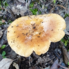 Russula sp. (genus) (Russula) at Cook, ACT - 2 Apr 2021 by drakes