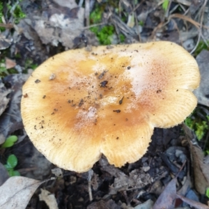 Russula sp. (genus) at Cook, ACT - 3 Apr 2021 08:44 AM