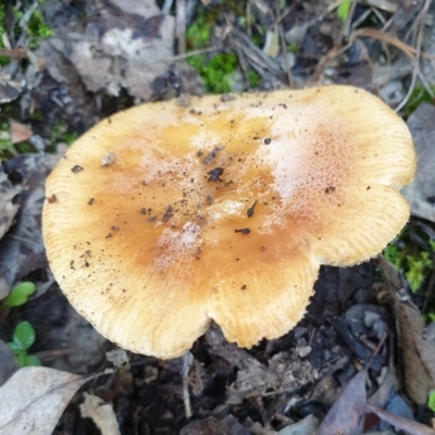 Russula sp. (genus) (Russula) at Cook, ACT - 2 Apr 2021 by drakes