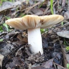 Russula sp. (genus) at Cook, ACT - 3 Apr 2021