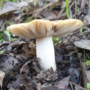 Russula sp. at Cook, ACT - 3 Apr 2021