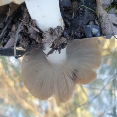 Russula sp. (genus) at Cook, ACT - 3 Apr 2021 08:44 AM