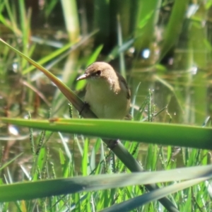 Acrocephalus australis at Fyshwick, ACT - 5 Apr 2021 12:05 PM