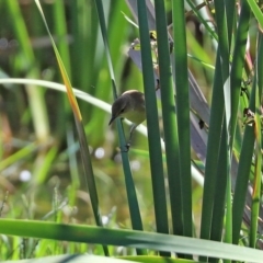 Acrocephalus australis at Fyshwick, ACT - 5 Apr 2021