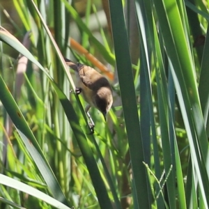 Acrocephalus australis at Fyshwick, ACT - 5 Apr 2021