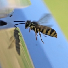 Vespula germanica (European Wasp, German Yellowjacket Wasp) at Fyshwick, ACT - 5 Apr 2021 by RodDeb