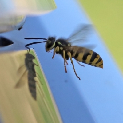Vespula germanica (European Wasp, German Yellowjacket Wasp) at Fyshwick, ACT - 5 Apr 2021 by RodDeb