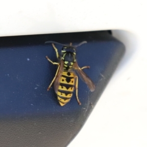 Vespula germanica at Fyshwick, ACT - 5 Apr 2021