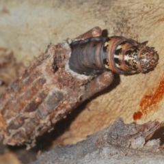 Clania ignobilis (Faggot Case Moth) at Downer, ACT - 3 Apr 2021 by Harrisi