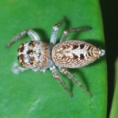 Opisthoncus grassator (Jumping spider) at Acton, ACT - 3 Apr 2021 by Harrisi