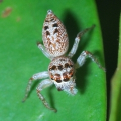 Opisthoncus grassator at Acton, ACT - 3 Apr 2021 01:40 PM