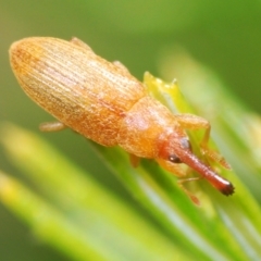 Curculionidae (family) (Unidentified weevil) at Acton, ACT - 3 Apr 2021 by Harrisi