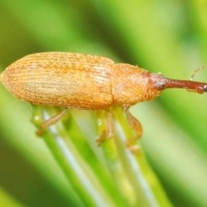 Curculionidae (family) at Acton, ACT - 3 Apr 2021