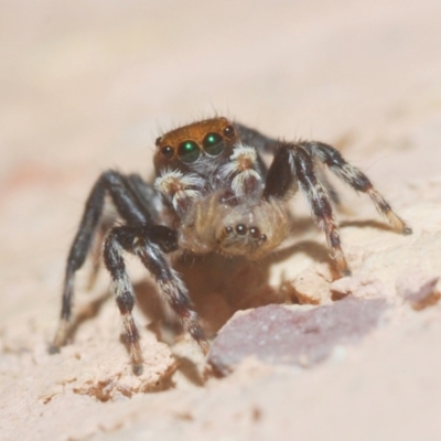 Maratus griseus (Jumping spider) at Belconnen, ACT - 5 Apr 2021 by Harrisi