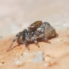 Maratus griseus at Belconnen, ACT - 5 Apr 2021 06:13 PM