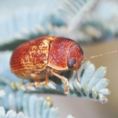 Cadmus sp. (genus) (Unidentified Cadmus leaf beetle) at Paddys River, ACT - 4 Apr 2021 by Harrisi