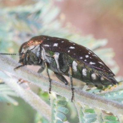 Diphucrania leucosticta (White-flecked acacia jewel beetle) at Paddys River, ACT - 4 Apr 2021 by Harrisi