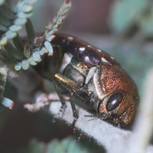 Diphucrania leucosticta at Paddys River, ACT - 4 Apr 2021