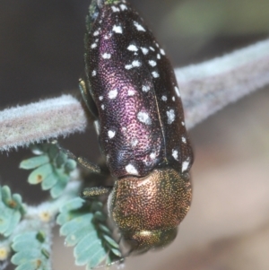 Diphucrania leucosticta at Paddys River, ACT - 4 Apr 2021